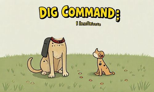 DIG命令， 我的小秘密