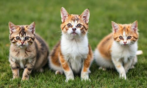 关键词， 就像小猫小狗，各有各的脾气