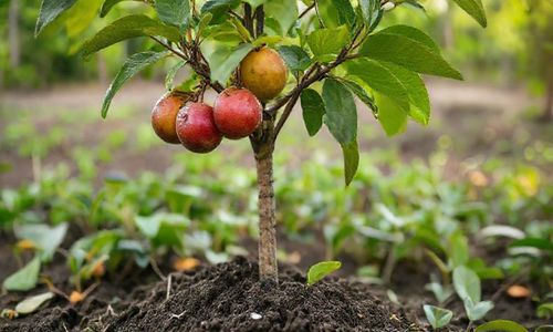 长期投入， 就像种树一样，需要耐心等待果实