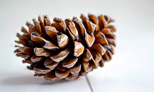 松果获客：专业实力不容小觑