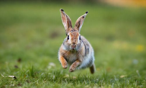网站技术层面：跑得快，才Neng追上小兔子